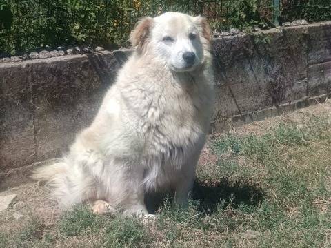 Adozione cane, femmina, Razza sconosciuta Razza sconosciuta, 9 anni e 6 mesi, taglia media, Napoli