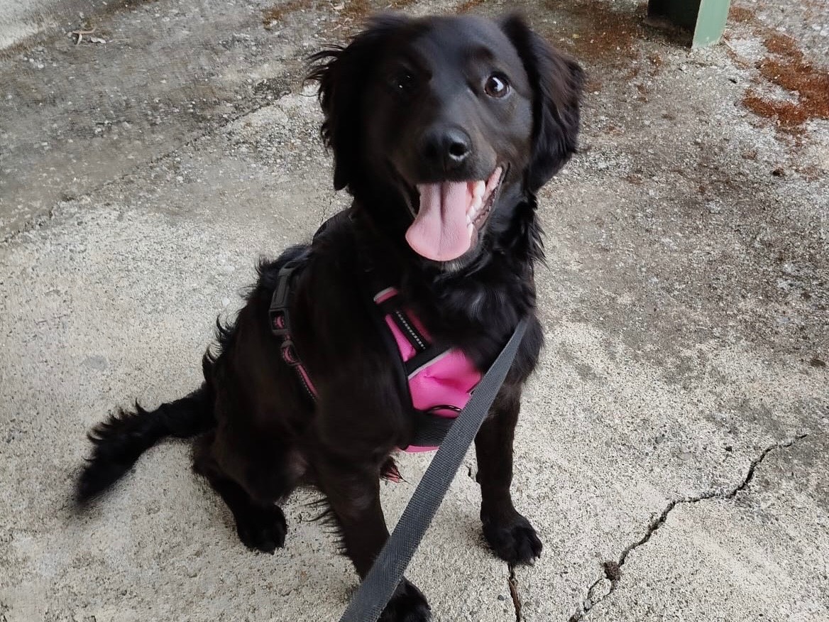Adotta un cane, maschio, 7 mesi, Crotone