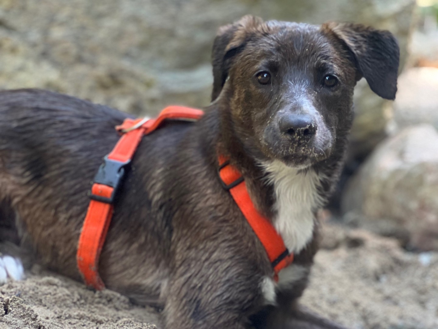 Adotta un cane, maschio, 5 mesi, Savona