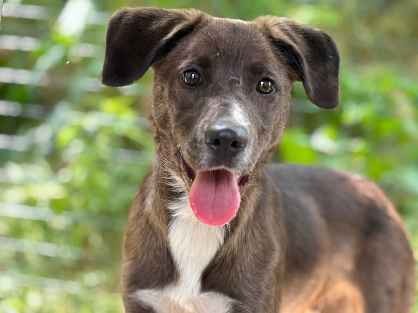 Adotta un cane, taglia media, maschio, Savona