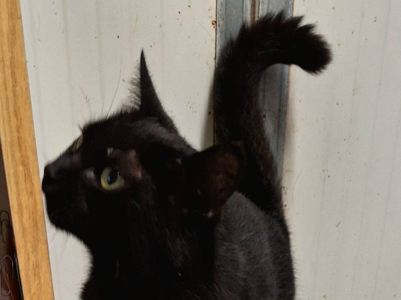 Adotta un gatto, maschio, 3 anni , Bologna