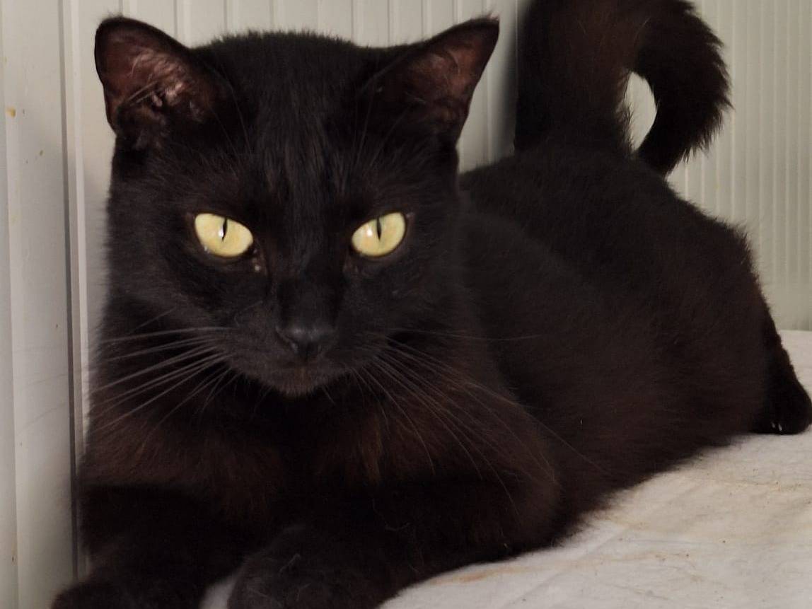 Adotta il gatto Nerone a Bologna