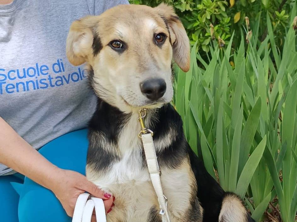 Adozione cane, maschio, Razza sconosciuta Razza sconosciuta, 8 mesi, taglia media, Bologna