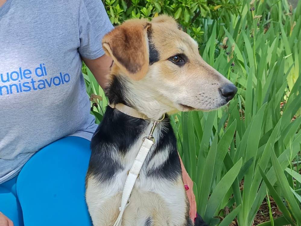 Adotta un cane, maschio, 8 mesi, Bologna