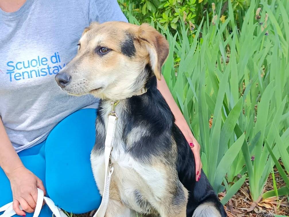 Adotta un cane, taglia media, maschio, Bologna