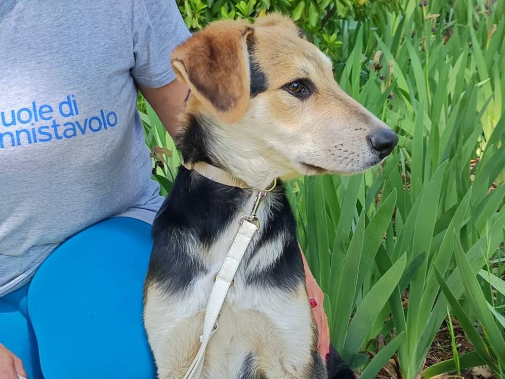 Adotta il cane Baloo a Bologna
