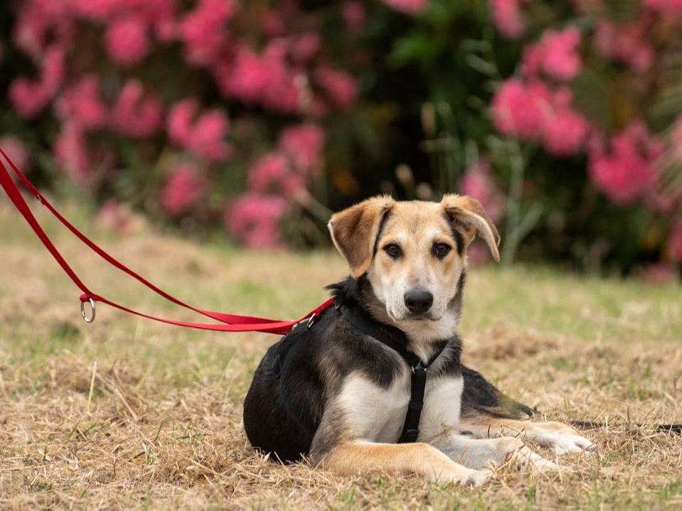 Vuoi adottare un cane a Milano?