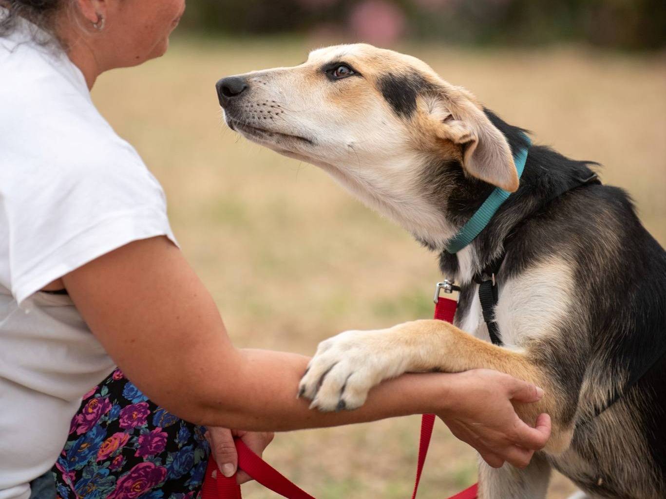 Adotta il cane Modì a Milano