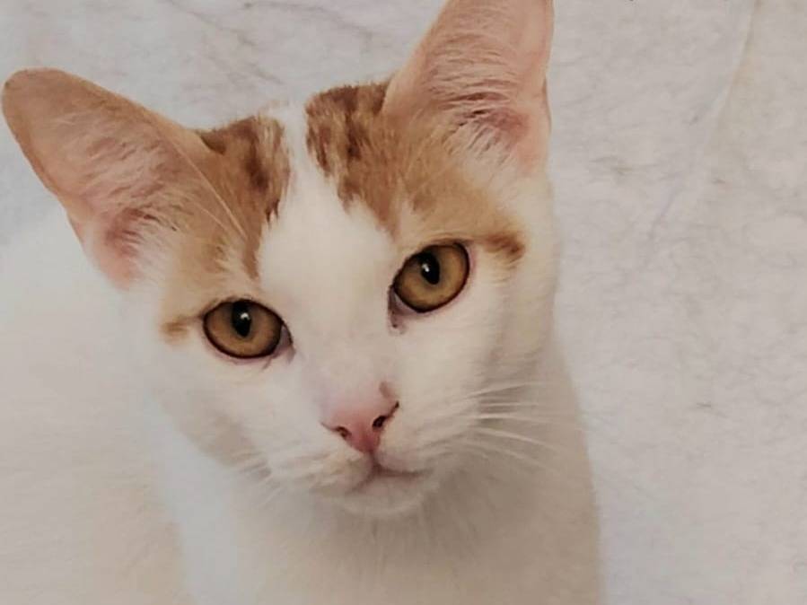 Vuoi adottare un gatto a Bologna?