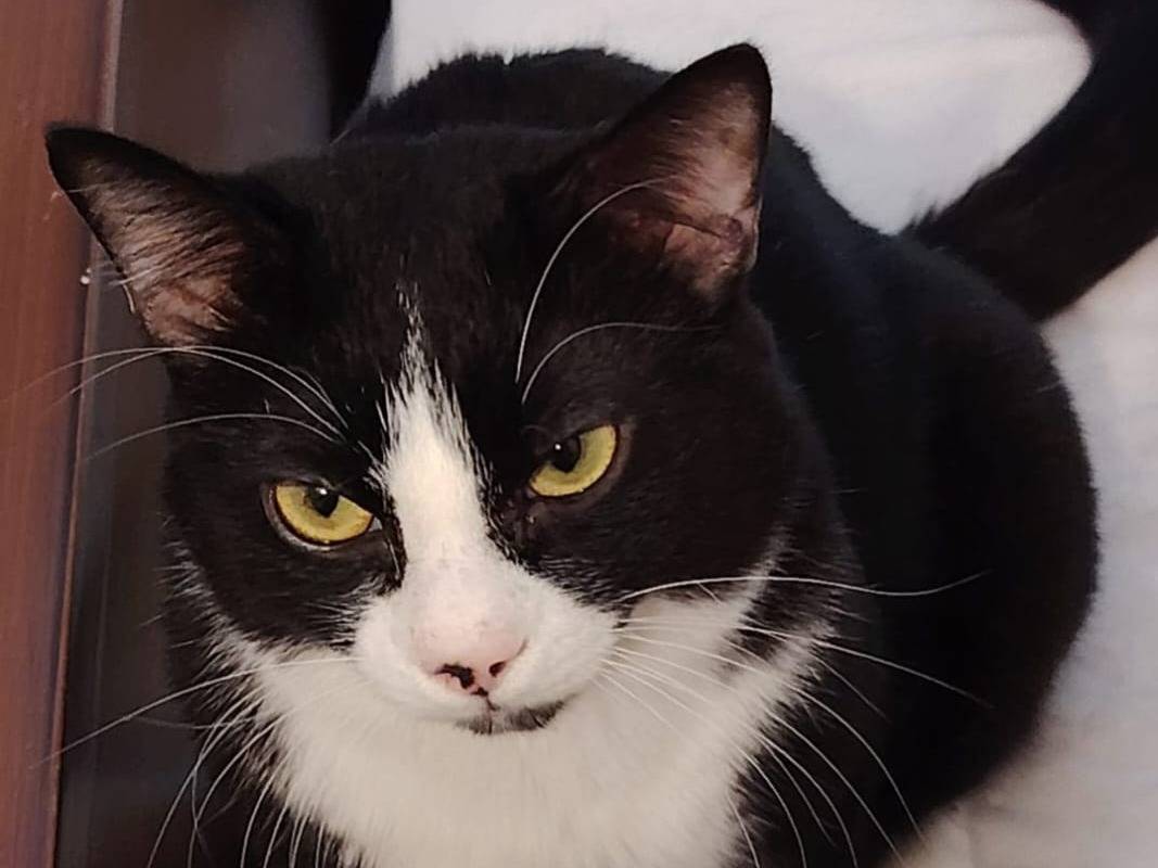 Adotta il gatto RomeoEMiguel a Bologna