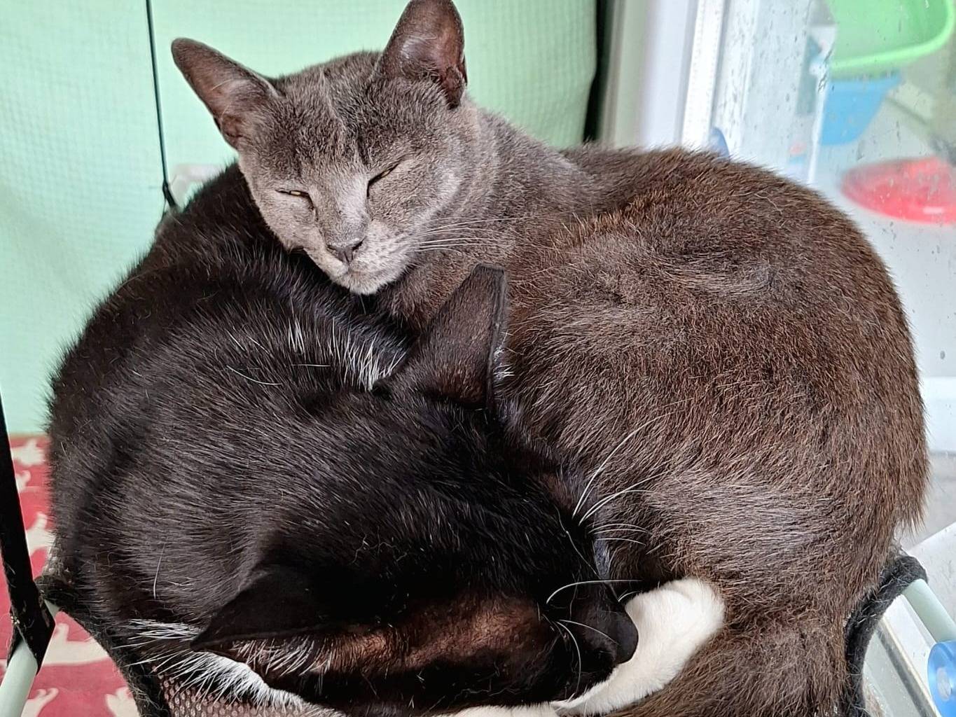 Adotta il gatto Silvestro a Bologna