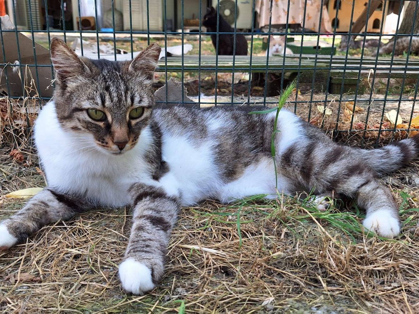 Foto dell'animale