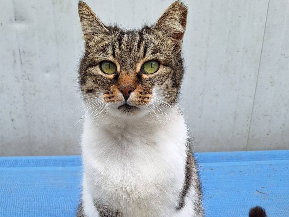 Adotta un gatto, femmina, 4 anni , Bologna