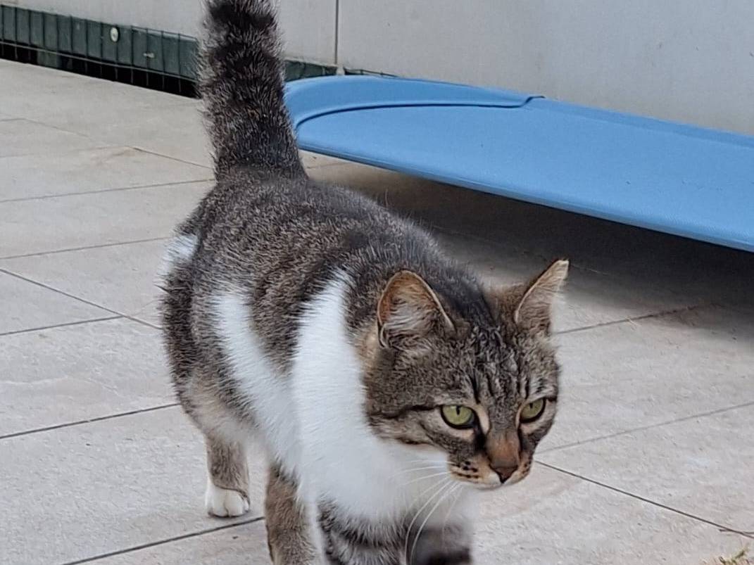 Adotta un gatto, taglia non valida, femmina, Bologna