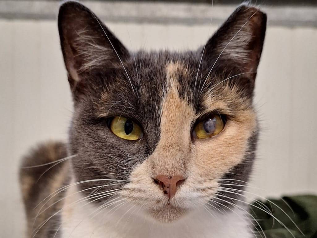 Adotta un gatto, taglia non valida, femmina, Bologna