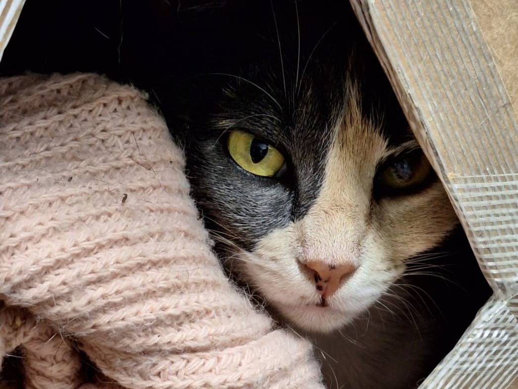 Vuoi adottare un gatto a Bologna?