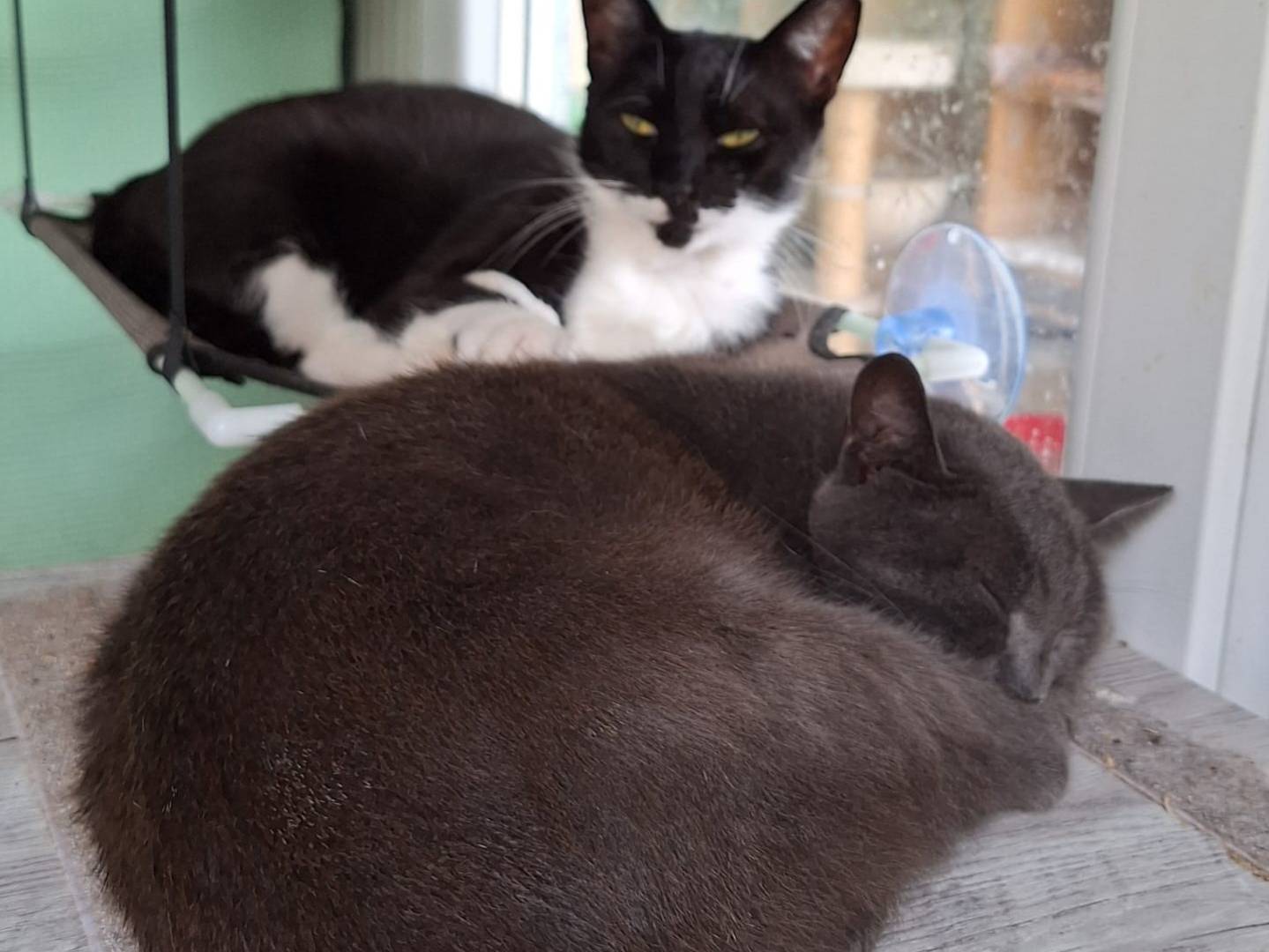 Adotta il gatto Titty a Bologna