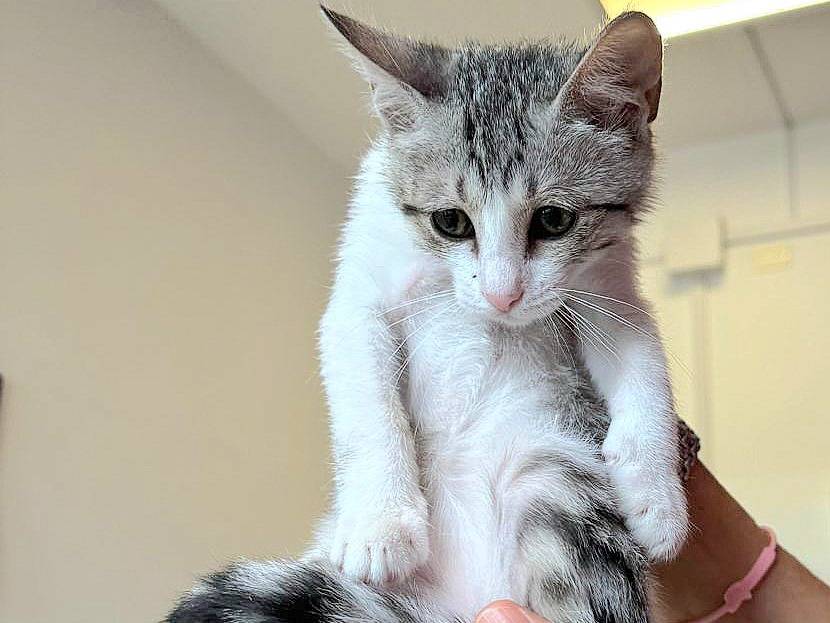 Adotta un gatto, taglia non valida, femmina, Teramo