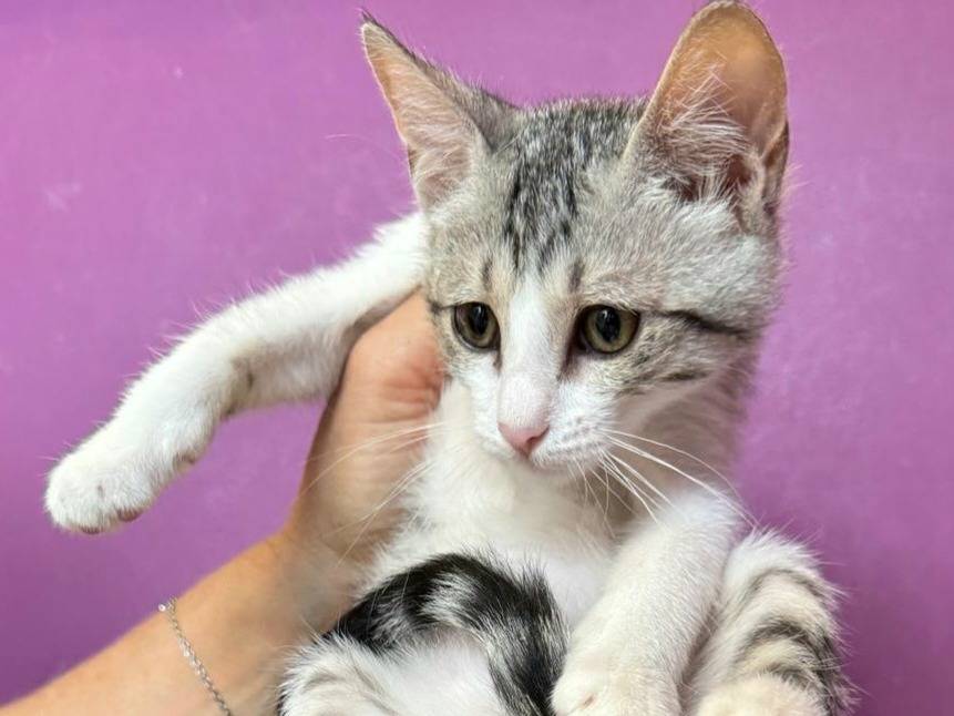 Vuoi adottare un gatto a Teramo?