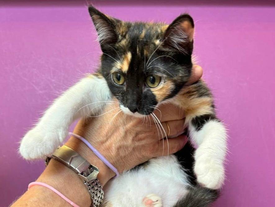 Vuoi adottare un gatto a Teramo?