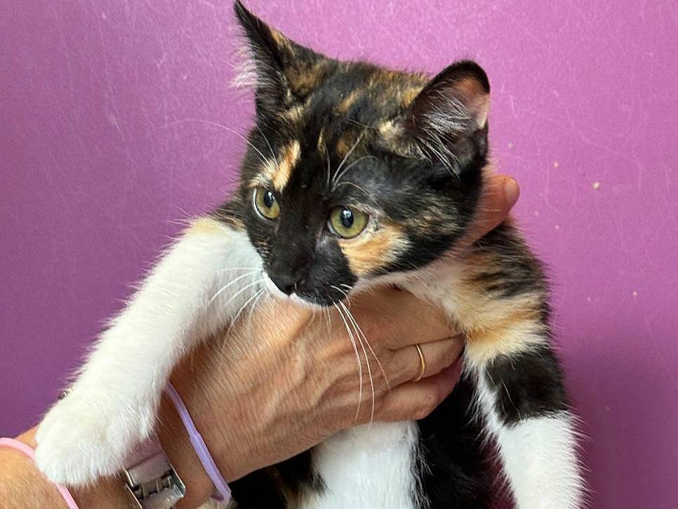 Adotta il gatto Ophelia a Teramo