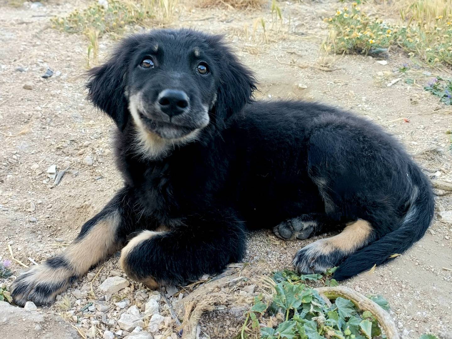 Adotta un cane, maschio, 3 mesi, Palermo
