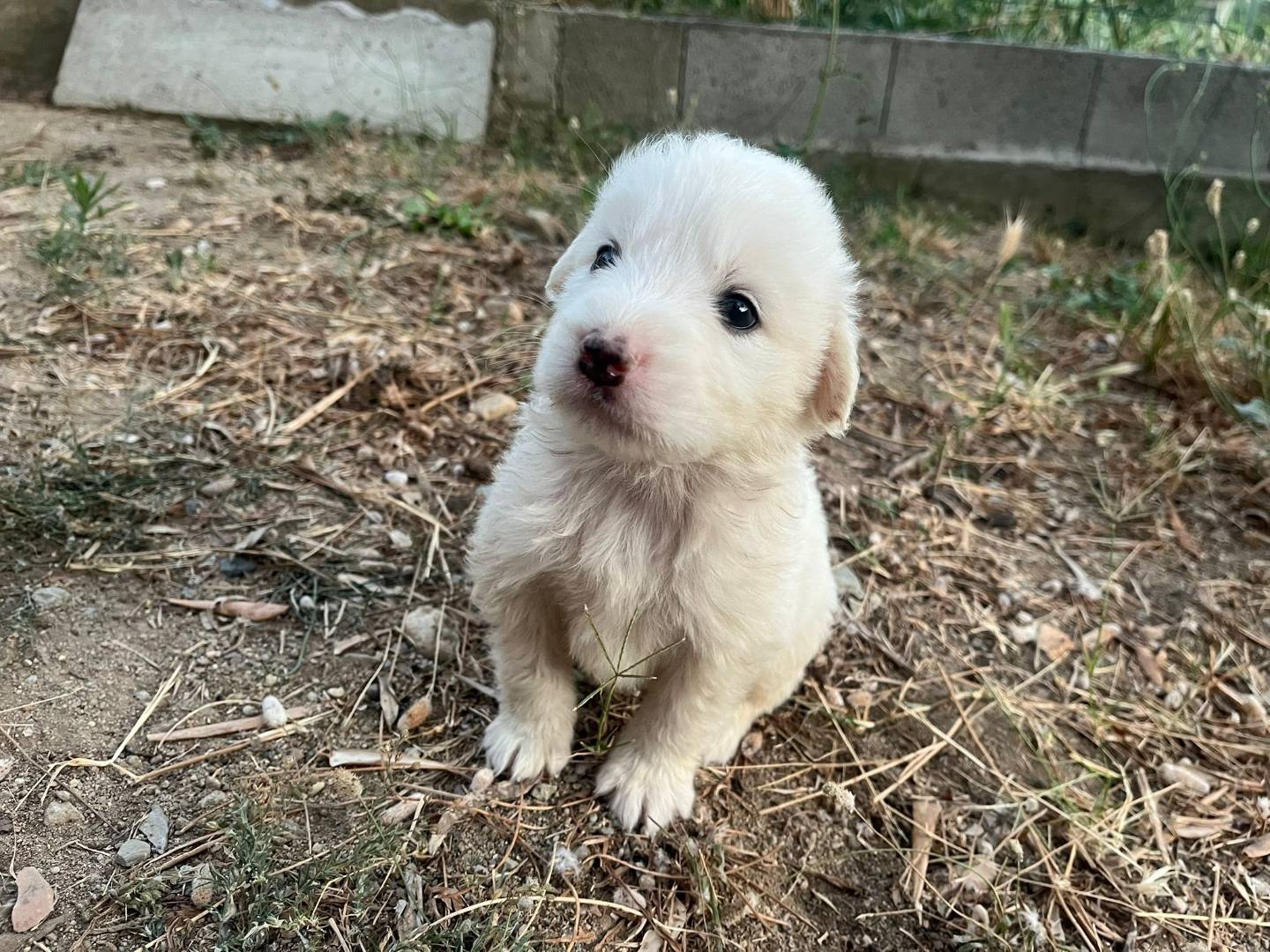 Adotta il cane Lello a Catanzaro