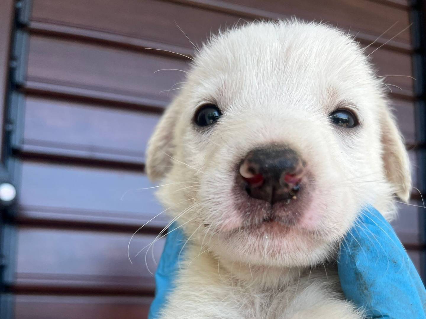 Vuoi adottare un cane a Catanzaro?