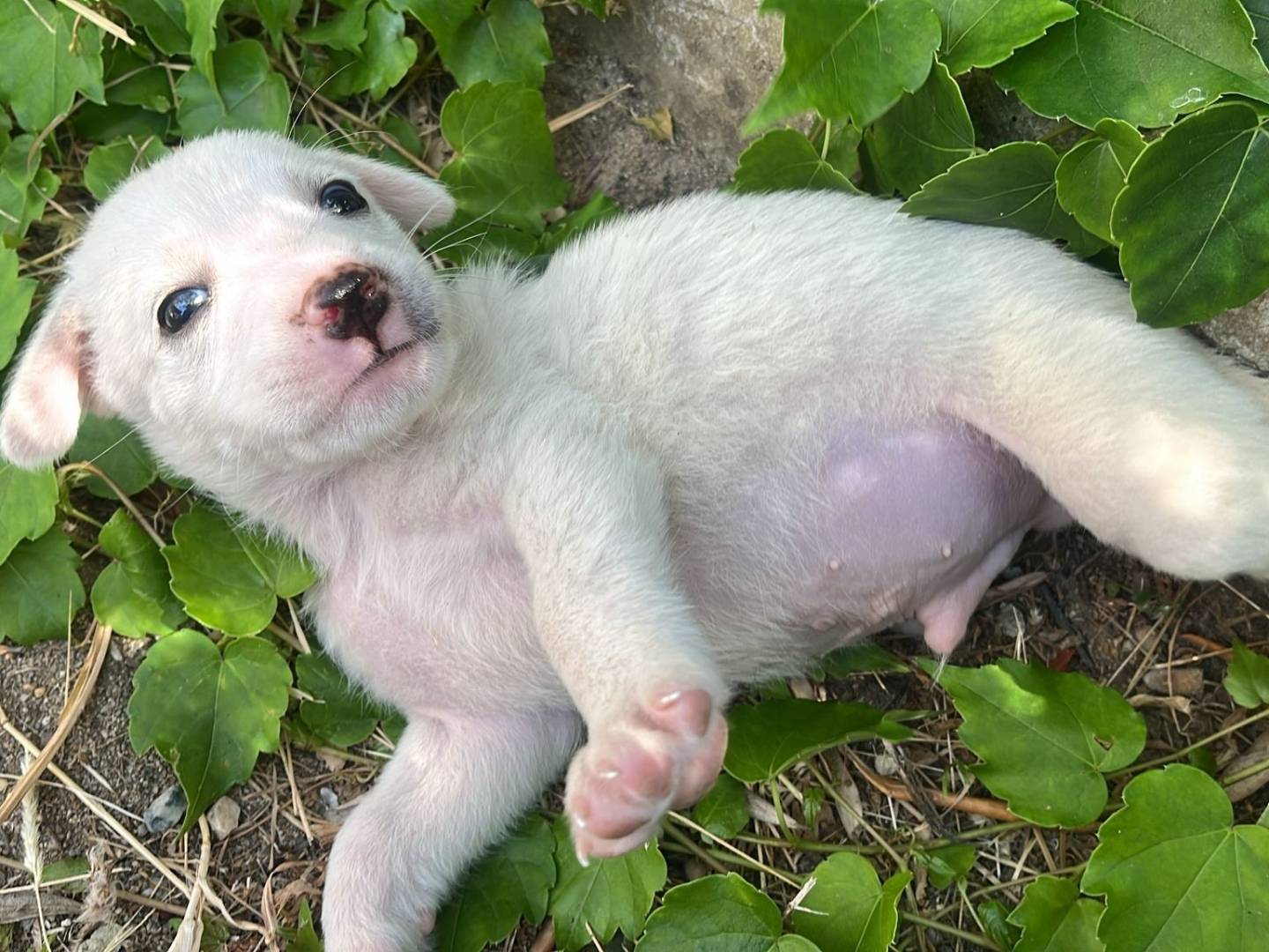 Adotta un cane, maschio, 0 mesi, Catanzaro