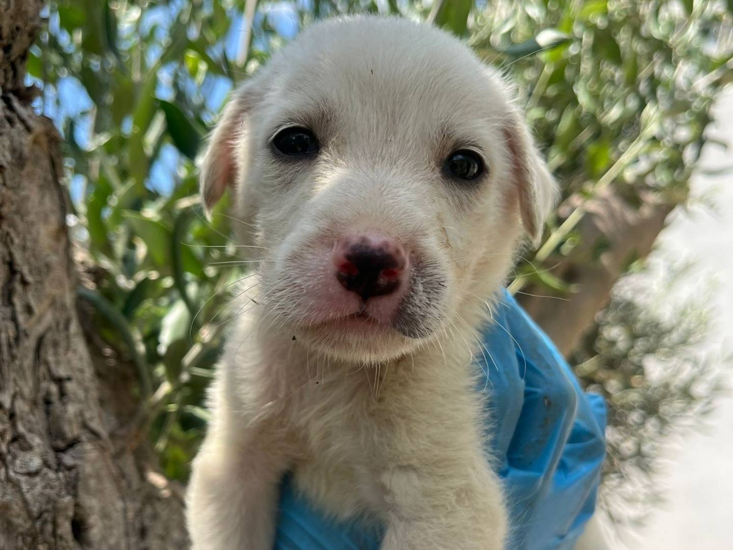 Adotta un cane, taglia piccola, maschio, Catanzaro