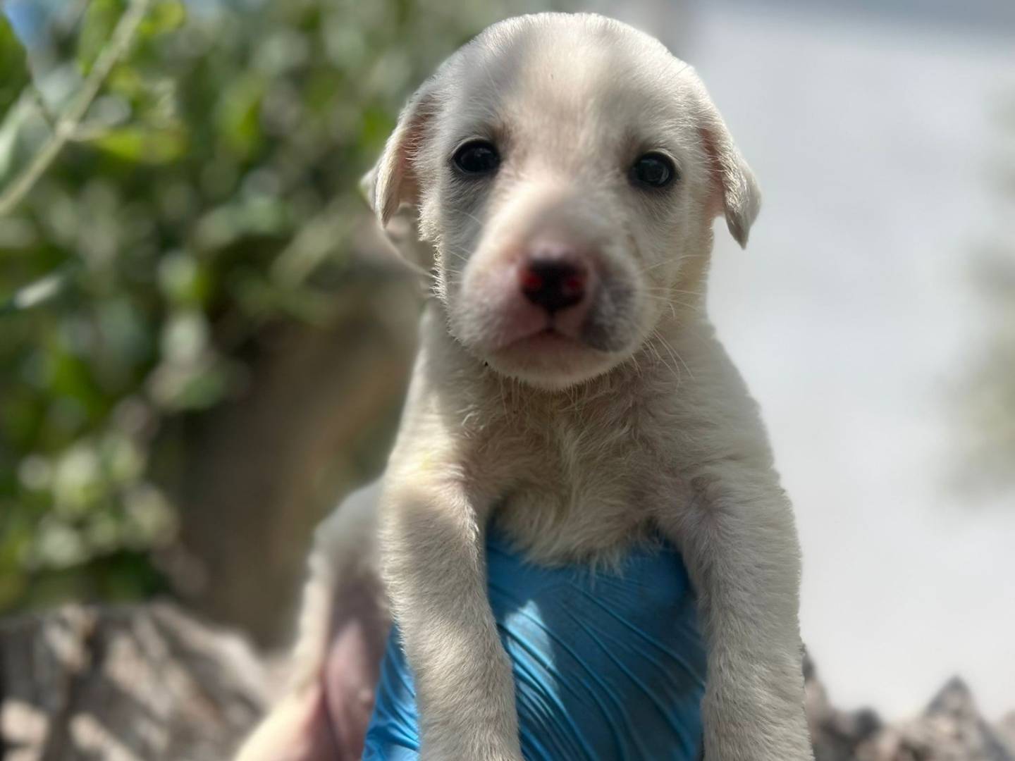 Vuoi adottare un cane a Catanzaro?
