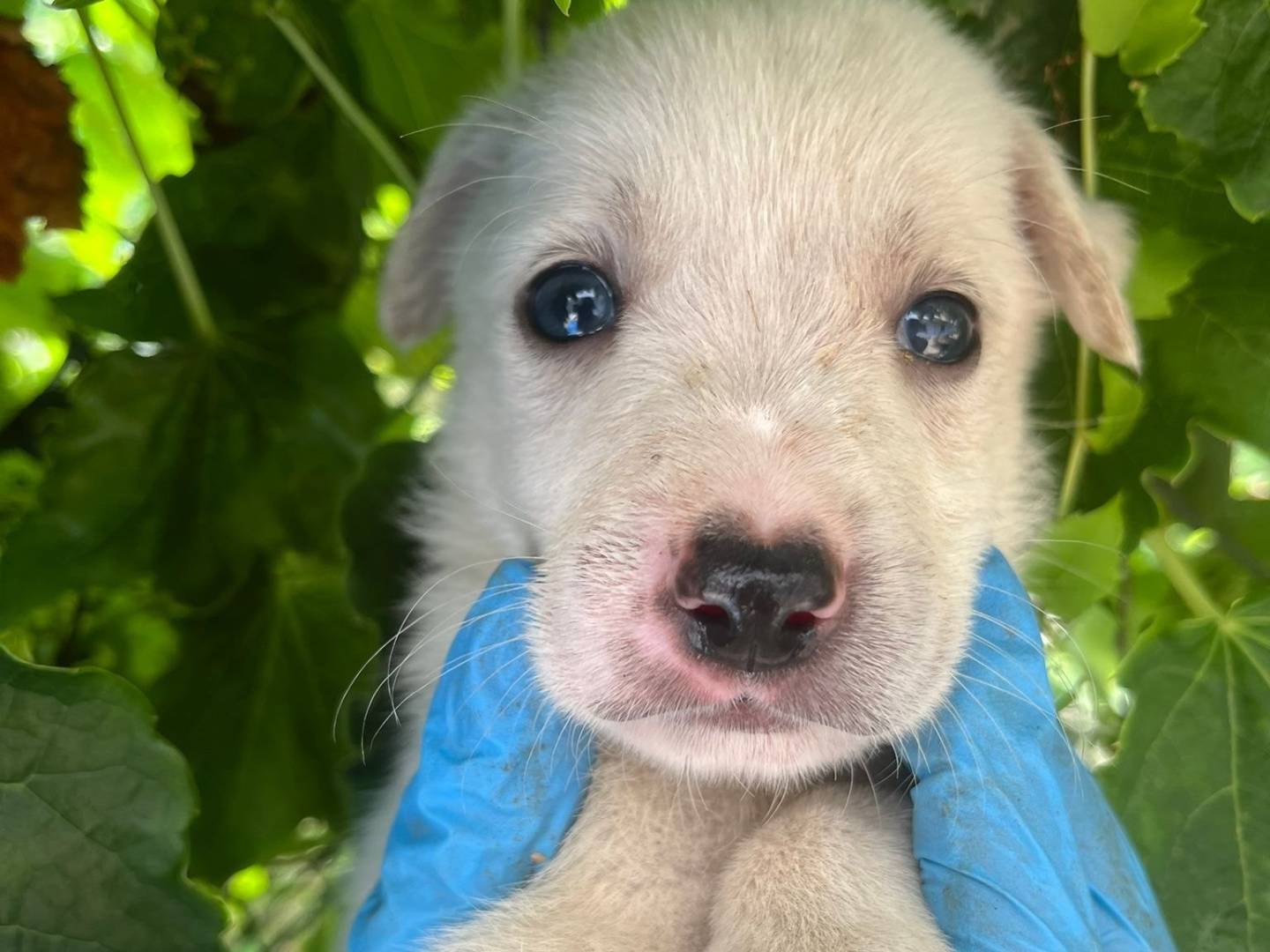 Adotta un cane, maschio, 0 mesi, Catanzaro