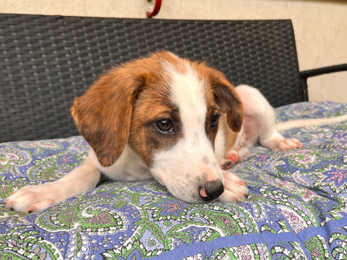Adotta un cane, taglia media, maschio, Salerno
