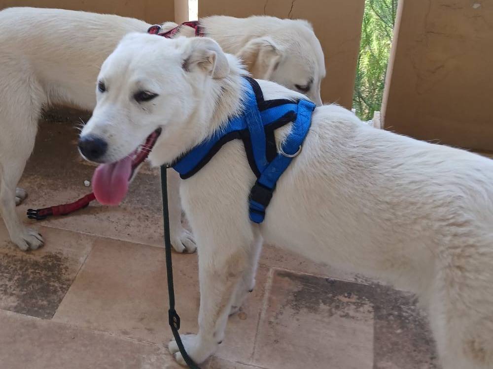 Vuoi adottare un cane a Bari?