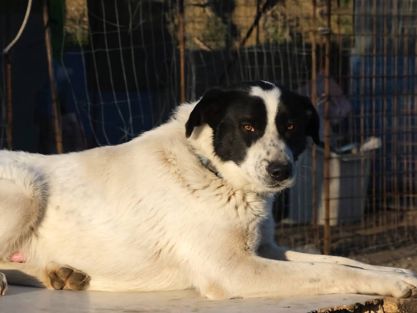 Foto dell'animale