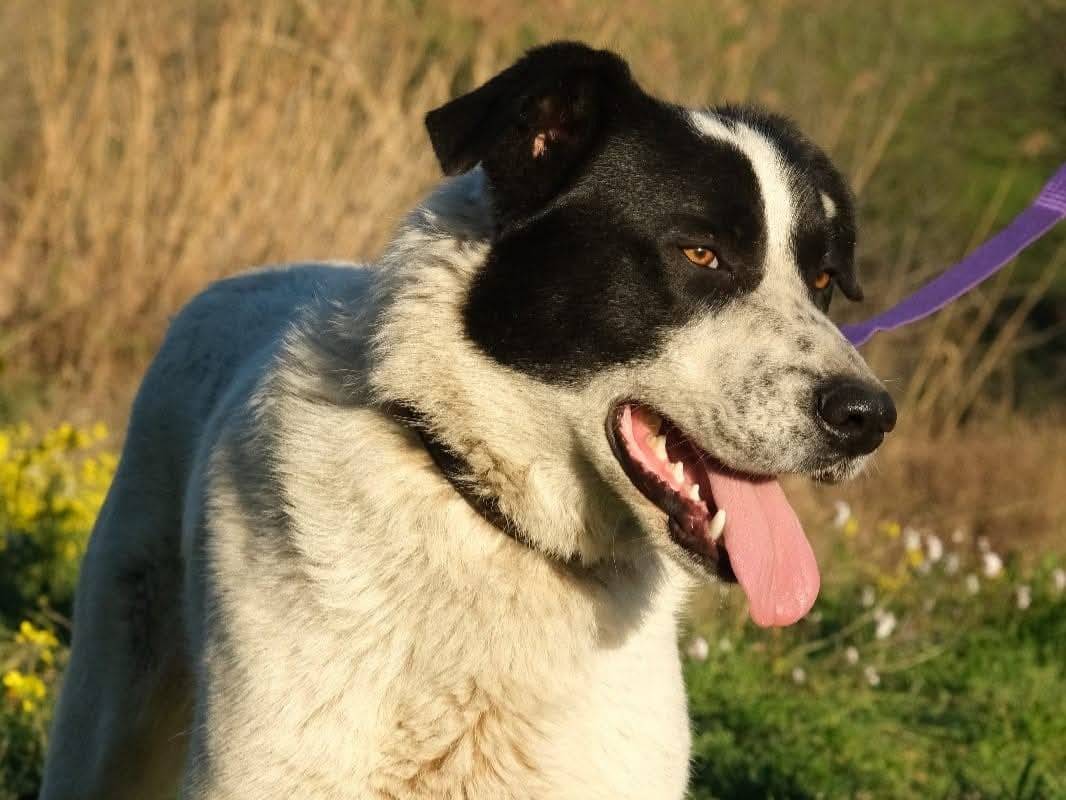 Adotta un cane, maschio, 2 anni  e 5 mesi , Palermo