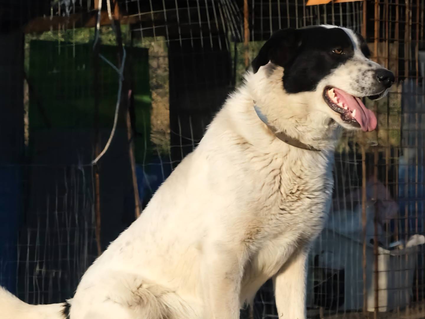 Adotta un cane, taglia media, maschio, Palermo