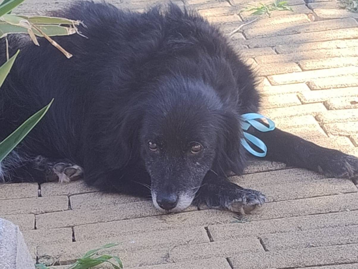 Adotta un cane, maschio, 9 anni  e 5 mesi , Latina