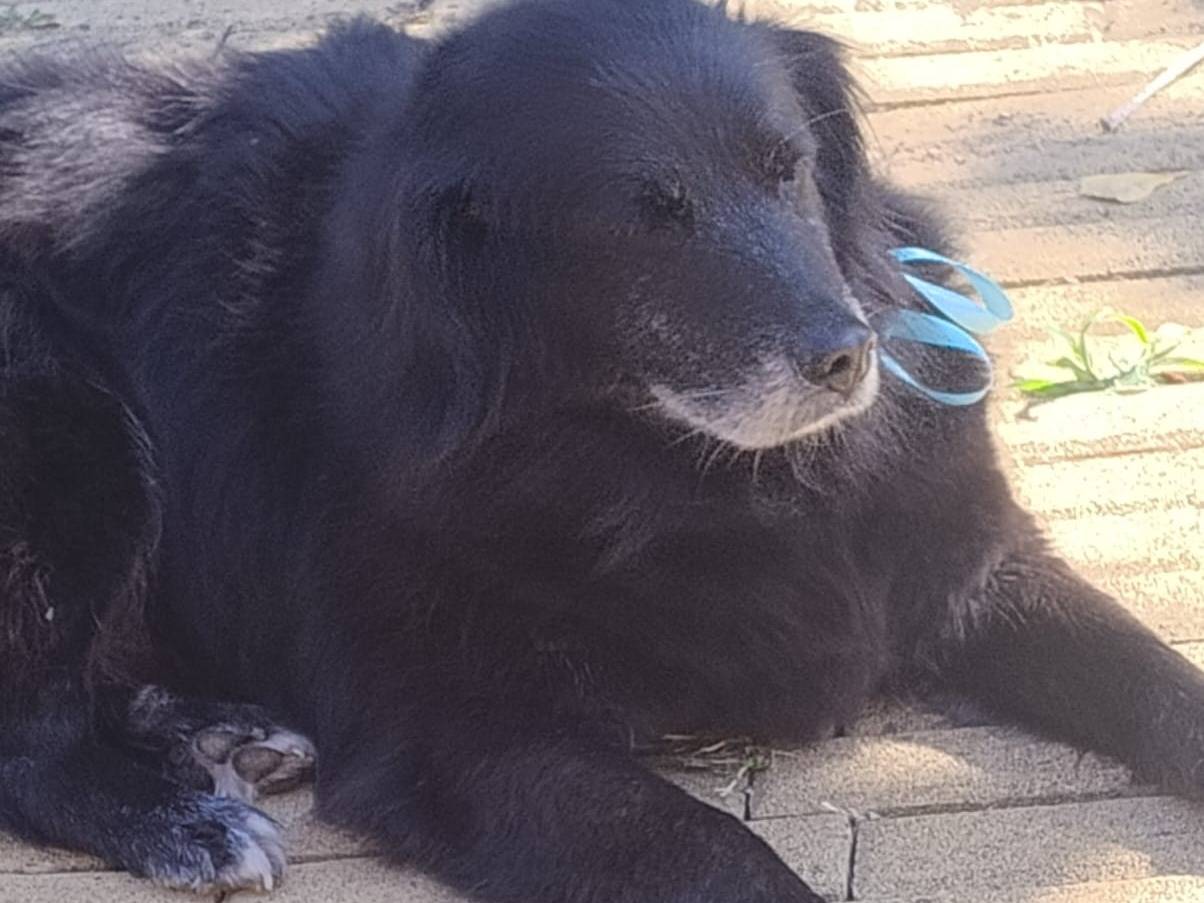 Adotta un cane, taglia media, maschio, Latina