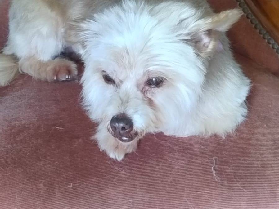 Adotta un cane, femmina, 9 anni  e 4 mesi , Latina