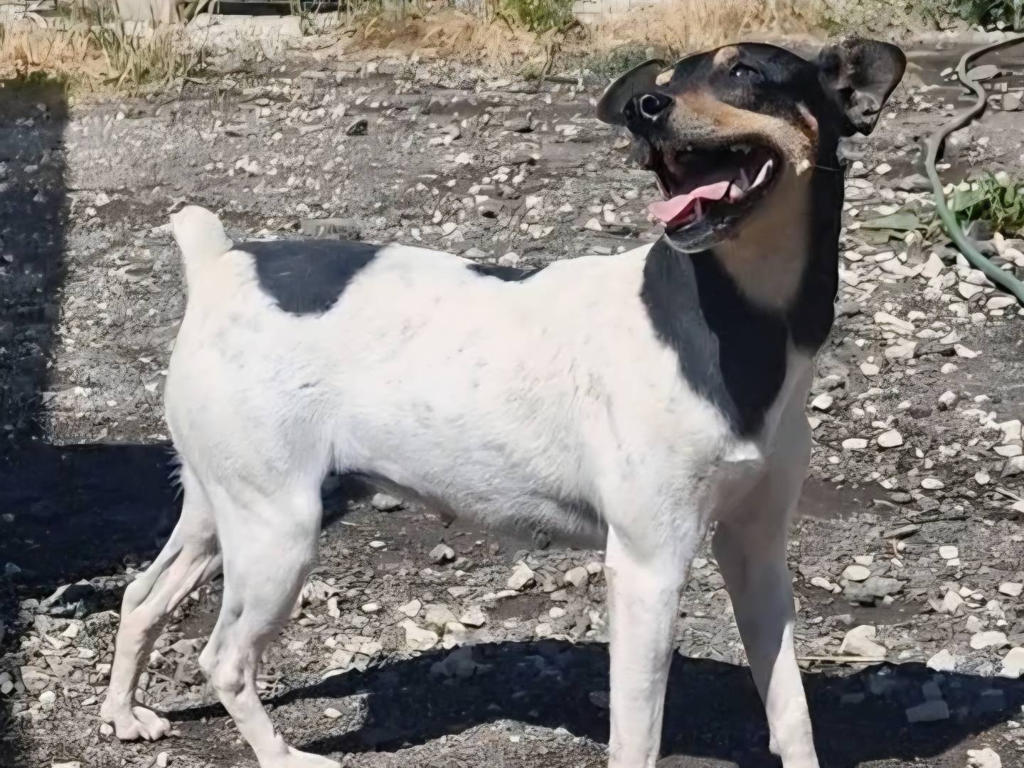 Adotta un cane, femmina, 2 anni  e 5 mesi , Palermo