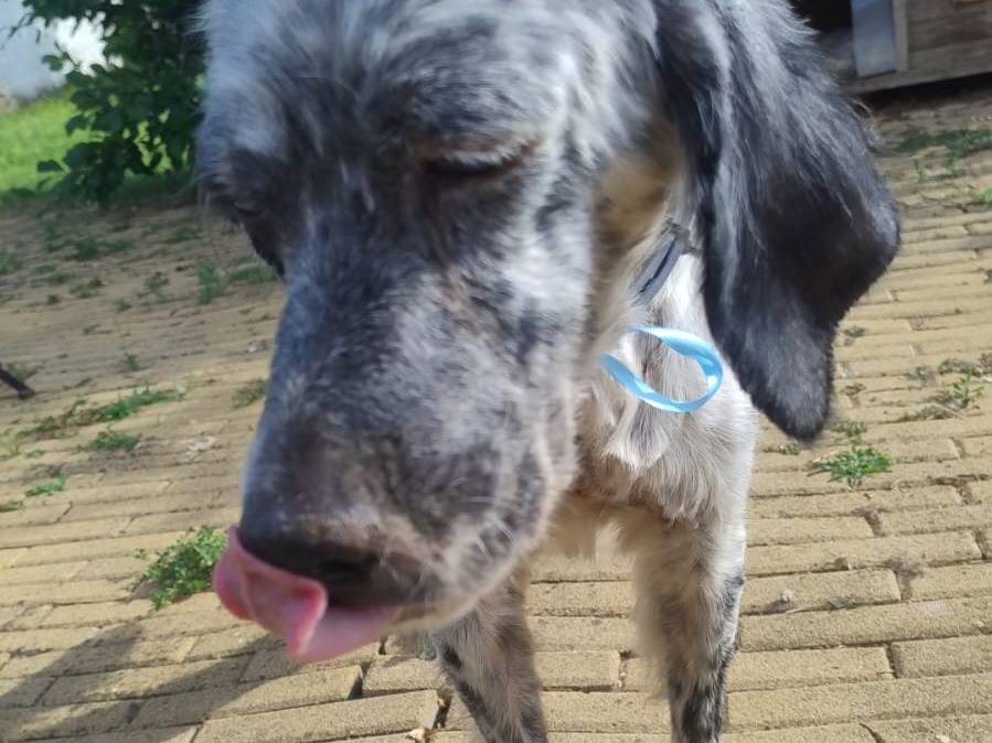 Foto 3 dell'animale