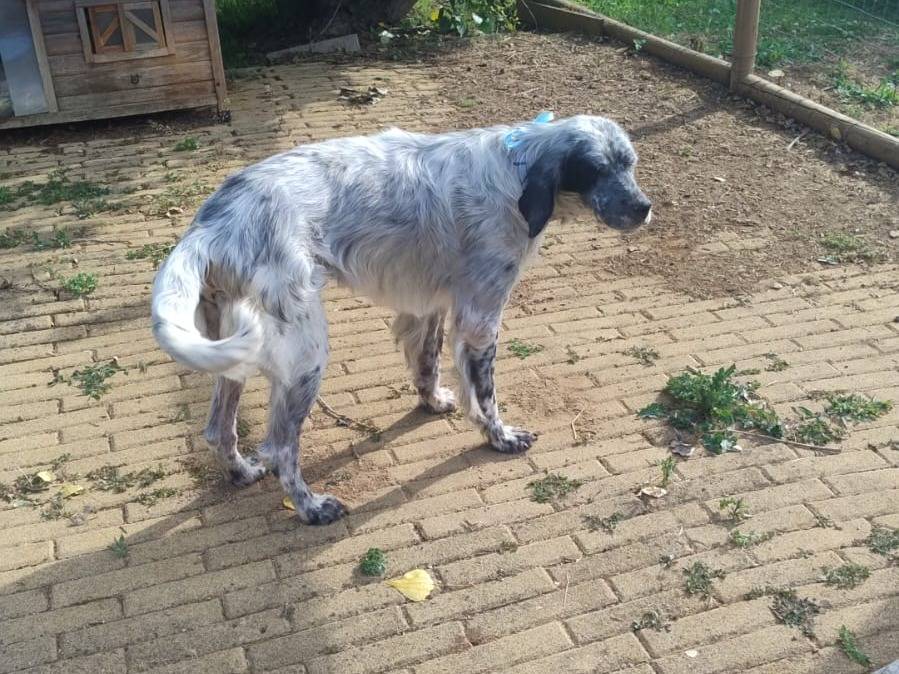 Adotta un cane, taglia media, maschio, Latina