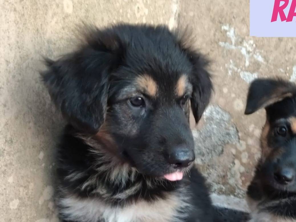 Adotta un cane, maschio, 1 mesi, Bari