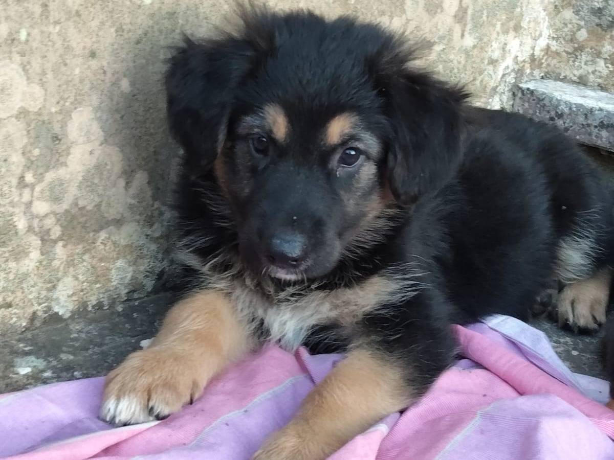 Adotta un cane, taglia grande, maschio, Bari