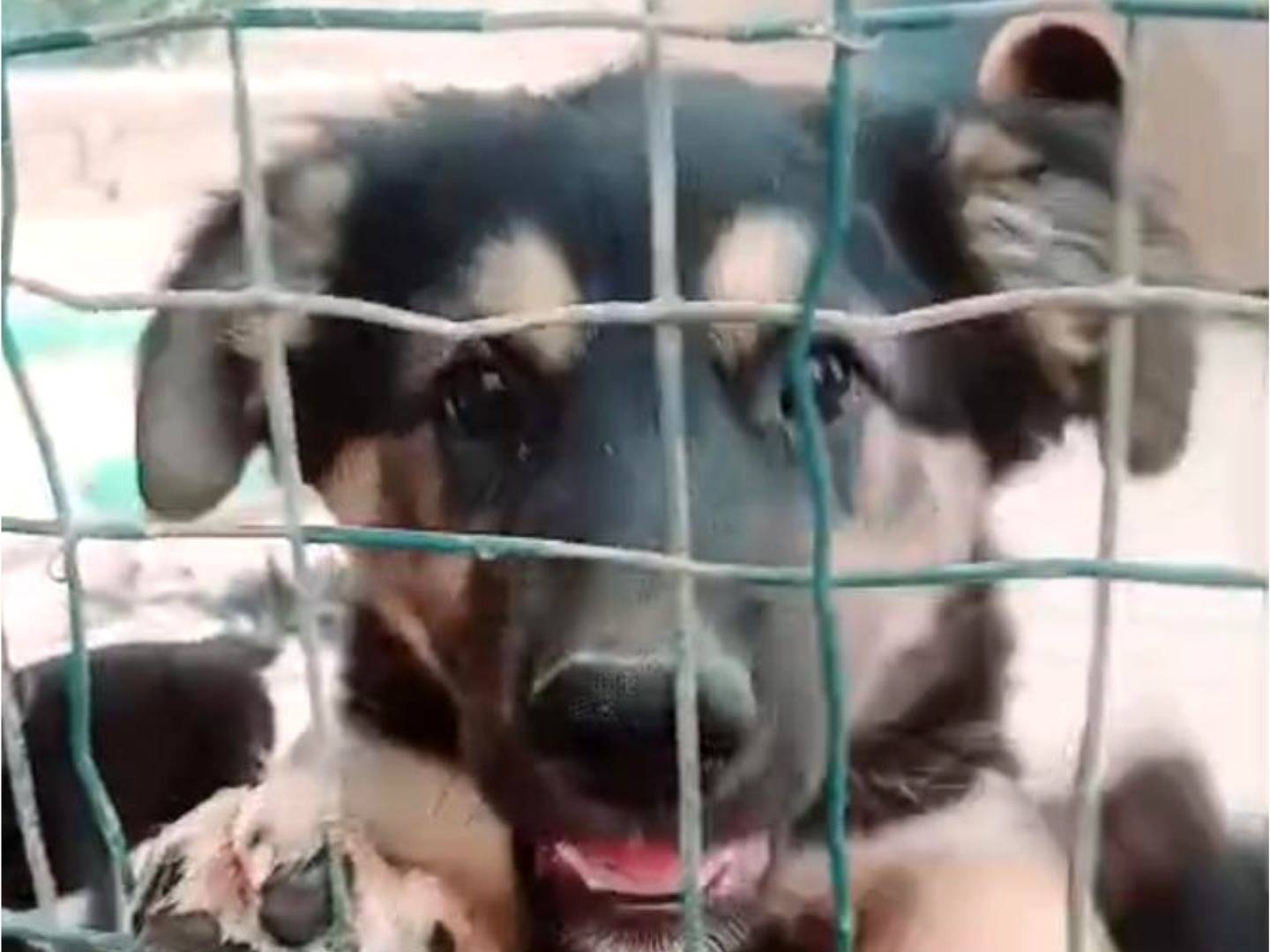 Vuoi adottare un cane a Bari?