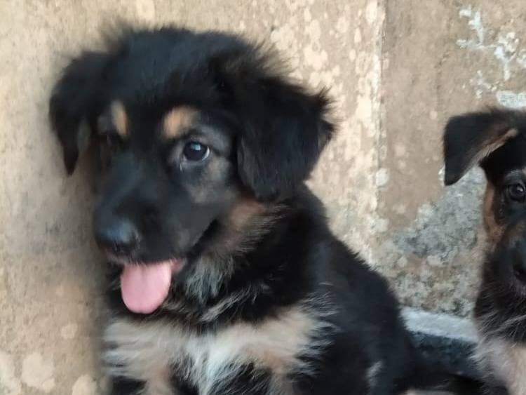Adotta il cane Zeus a Bari