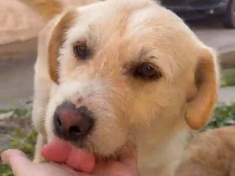 Adozione cane, maschio, Spinone Razza sconosciuta, 2 anni e 9 mesi, taglia piccola, Catanzaro