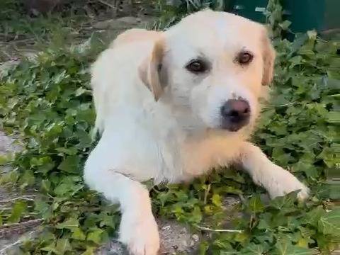 Adotta un cane, taglia piccola, maschio, Catanzaro