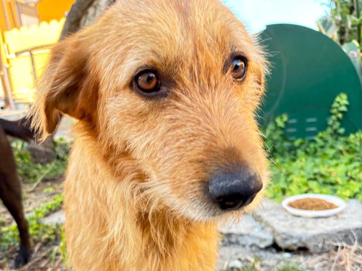 Vuoi adottare un cane a Catanzaro?